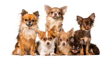 Chihuahua Growth and Weight Chart (Male & Female) - K9 Web