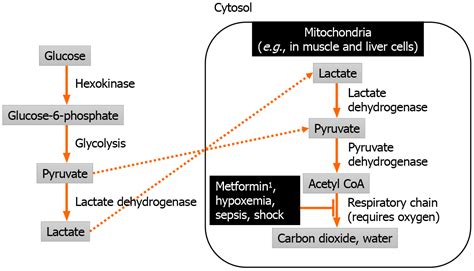 Metformin Associated Lactic Acidosis A Mini Review Of Pathophysiology Diagnosis And Management