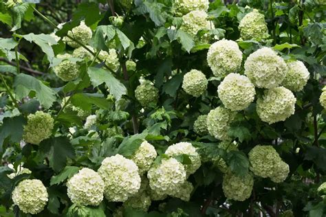 Partial Shade Perennials (w. Examples) | Perennial Masters