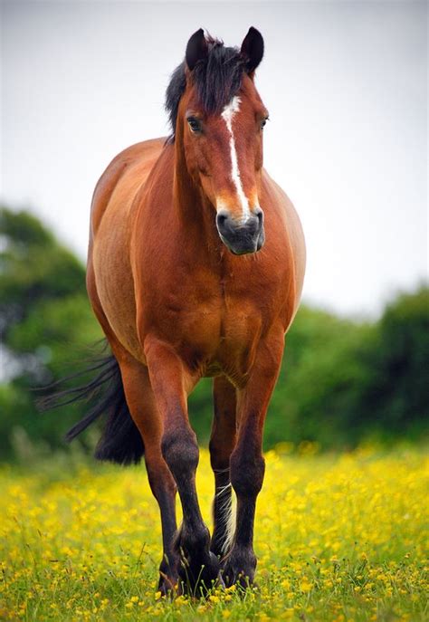 Brown Horses With Black Manes