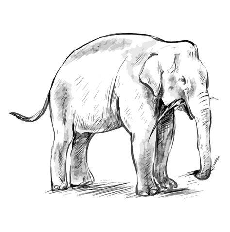 Dibujo De Elefante Sobre Un Fondo Blanco Vector Premium