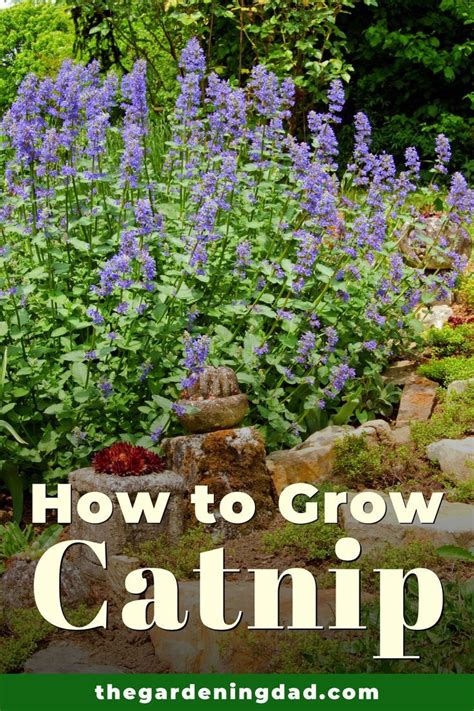 How To Grow Catnip 10 Easy Tips Growing Catnip Garden Help Backyard Landscaping