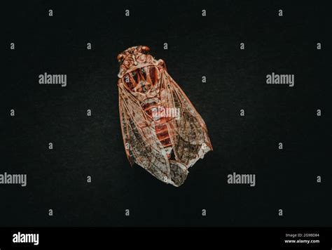 Dried Cicada Isolated On Black Background Stock Photo Alamy