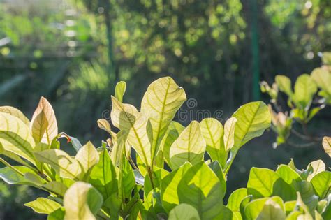 Leaves Of Plant Stock Image Image Of Tree Texture Spring 56176425