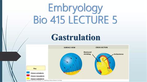 Gastrulation | PPT