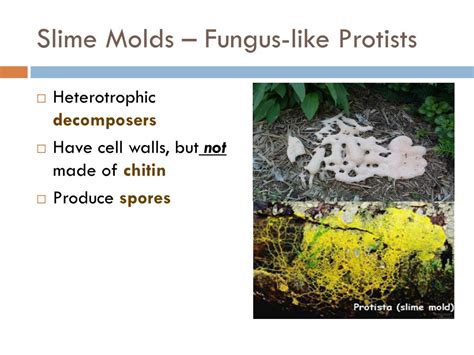 PPT - Kingdom Protista PowerPoint Presentation, free download - ID:2100497