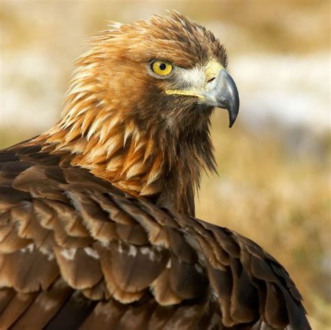 Lessons From the Birds of the Heavens — Watchtower ONLINE LIBRARY