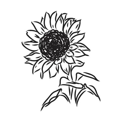 Girasoles Bocetos Dibujados A Mano De Girasoles Dibujo Vectorial De