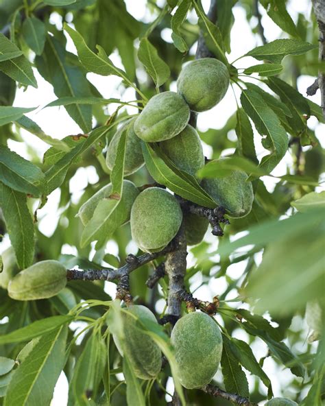 Almond Tree Fruit Pictures | Fruit Trees