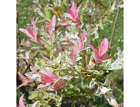 Salix Integra Hakuro Nishiki Knights Garden Centres