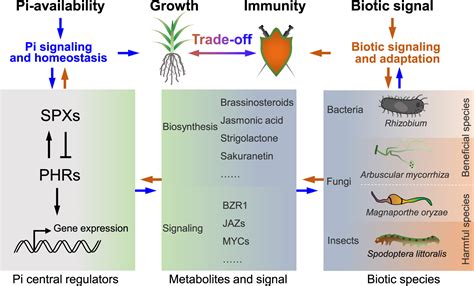 Phosphorus Lights Up The Trade Off Between Growth And Immunity