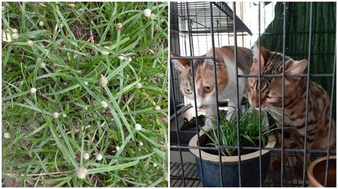 Rumput Helikopter Pendul Untuk Kucing Sakit Parvo Demam Selesema