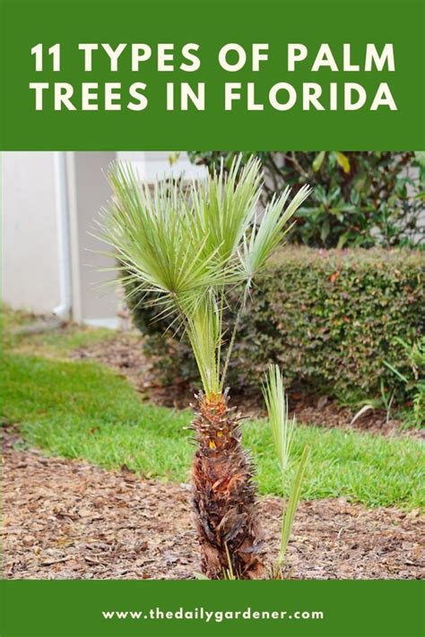 11 Types of Palm Trees in Florida