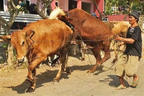 Sapi Di Sukoharjo Dibidik Jalani Pemeriksaan Hewan Kurban Krjogja