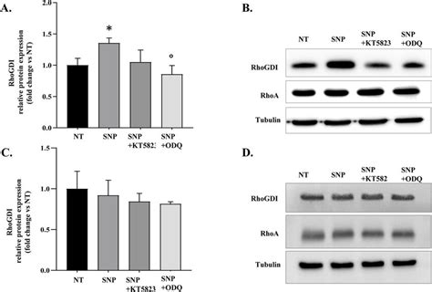 Western Blot Analysis Of Rhogdi And Rhoa Expression In Rat Distal