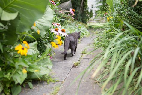 Katzen Vom Garten Fernhalten 10 Tierfreundliche Tipps