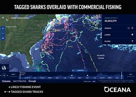 Shark Tracker Interactive Maps Shows Hammerheads Tigers Raleigh