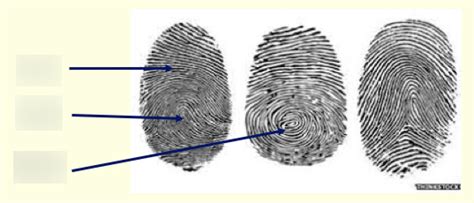 Fingerprints Diagram Quizlet