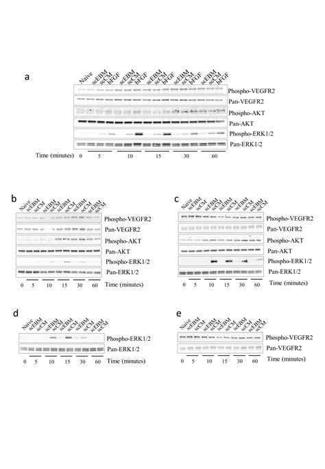 Secretome Of Endothelial Progenitor Cells From Stroke Patients Promotes