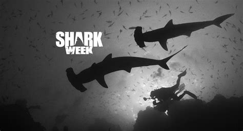 Shark Week Wallpapers - Wallpaper Cave