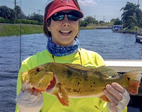 Where To Catch Peacock Bass In South Florida FishAnywhere