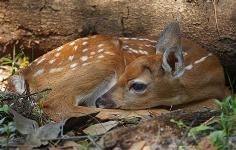 Herbivore Animals In The Tropical Rainforest Animals World