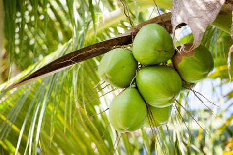 1000 Free Coconut Tree And Coconut Images Pixabay