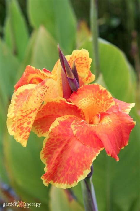 The Ultimate Canna Lily Care and Growing Guide - Garden Therapy