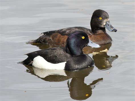 Tufted Duck | Audubon Field Guide