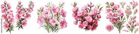 Pink Chamelaucium Flowers And Buds Hyperrealistic Highly Detailed