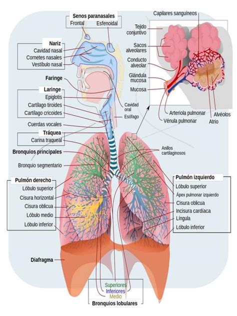 Sistema Respiratorio Enfermero Isaias Rivas Enfermeroisaiasrivas UDocz
