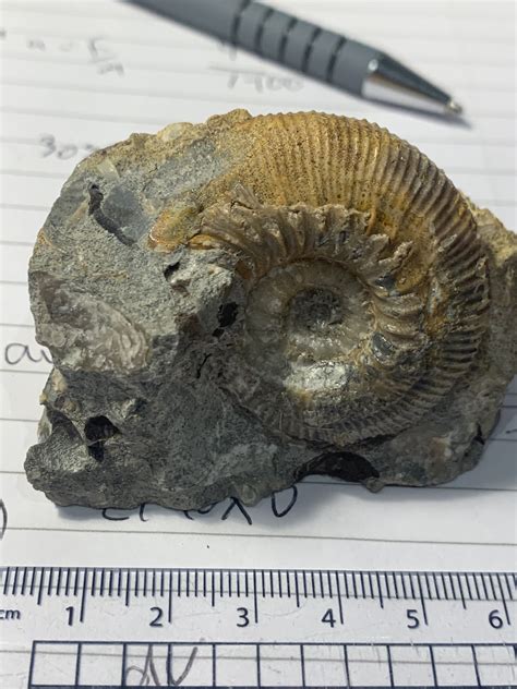 Ammonite - Fossil ID - The Fossil Forum