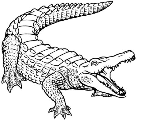 Crocodilo Básico para colorir imprimir e desenhar Colorir Me