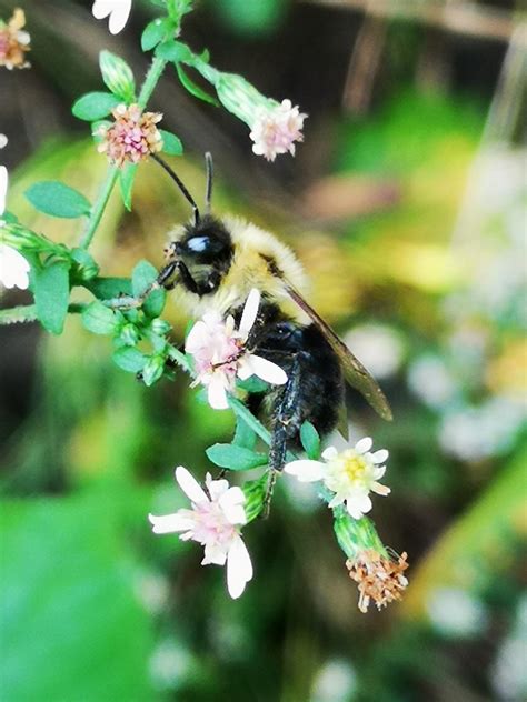 Bee On Aster Oznor Karen Hine Flickr