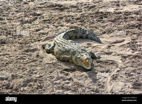 Cocodrilo Del Nilo Nilkrokodil Crocodile Du Nil Crocodylus Niloticus