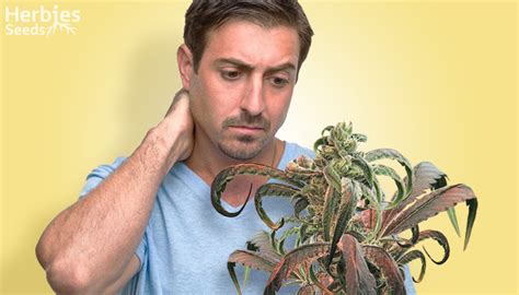 Leaf Curling In Cannabis Plants: Why It Happens, What Causes It, And ...