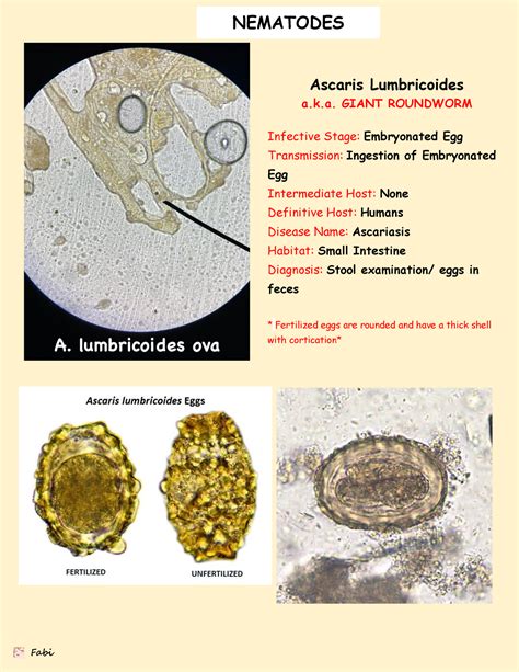 LAB Finals Transes Laboratory Practical Reviewer NEMATODES