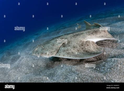 Angel Shark Squatina Squatina This Shark Very Well Adapted To