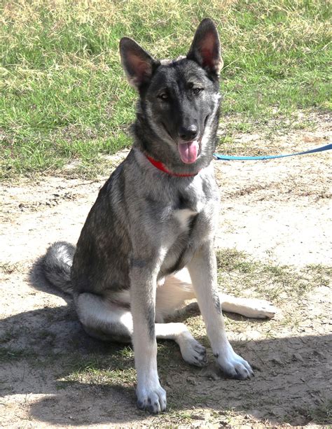 Dog Adoption In Everett Wa 98201 German Shepherd Dog Mixed Medium