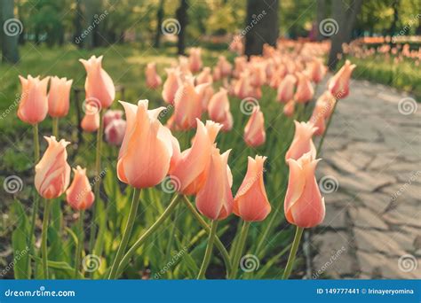 De Roze Tulpen Van Het Bloembed Met Zonlicht In Openbaar Park