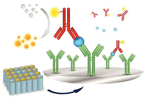 Elisa Principle Procedure Types And Applications