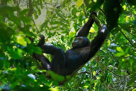 Kibale Forest National Park Guide To Chimpanzee Trekking Safaris