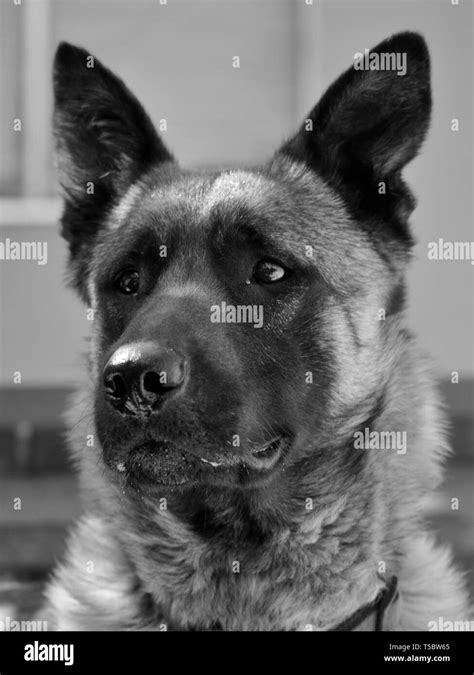 Perro canis lupus familiaris fotografías e imágenes de alta resolución