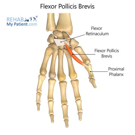 Extensor Pollicis Brevis Muscle