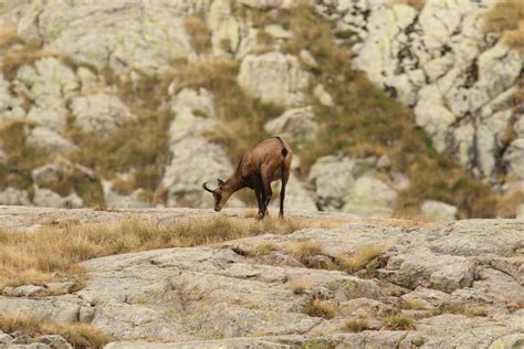 Northern Chamois From 06430 Tende France On August 14 2023 At 02 40