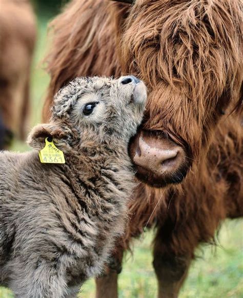 Cows Lover🐮💕s Instagram Post 🤎🤍 Love 🐮follow Us ️cowsdaily For