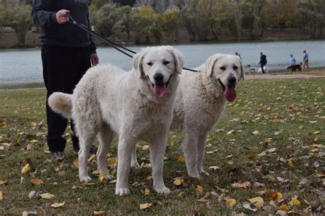 Kuvasz Information And Dog Breed Facts