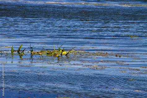 Green algae in water. Water pollution. Ecological problem Stock Photo ...