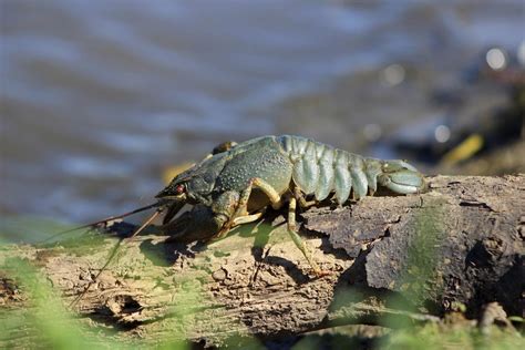 Information About Crayfish Habitat, Along With Some Fun Facts - Animal Sake