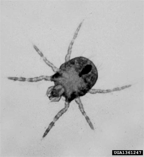 chigger mites (Family Trombiculidae)